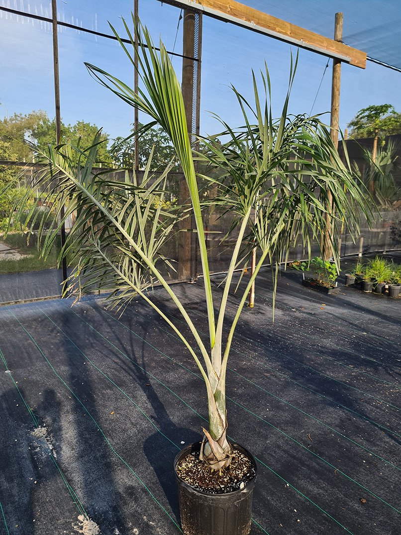 Pseudophoenix sargentii -Large