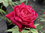 Rosa 'Louis Philippe'