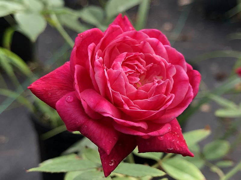 Rosa 'Louis Philippe'