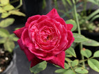 Rosa 'Louis Philippe'