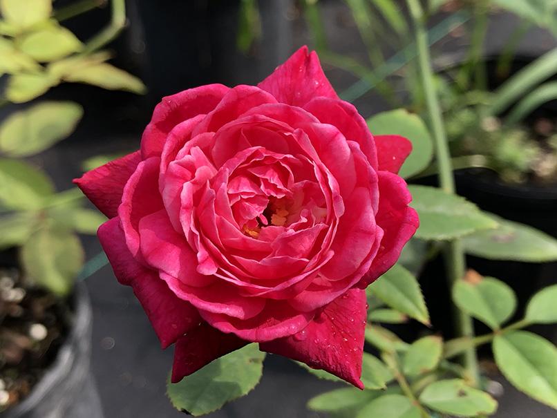 Rosa 'Louis Philippe'