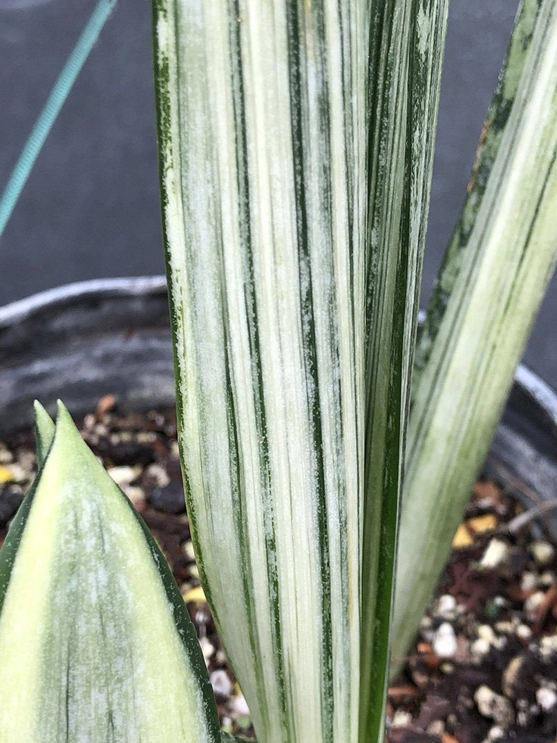 Sansevieria trifasciata 'Bantel's Sensation'