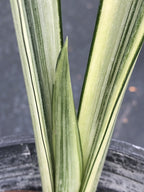 Sansevieria trifasciata 'Bantel's Sensation'