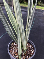Sansevieria trifasciata 'Bantel's Sensation'