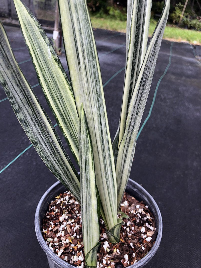 Sansevieria trifasciata 'Bantel's Sensation'