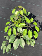 Schefflera sp.