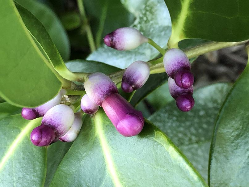 Schlegelia parasitica