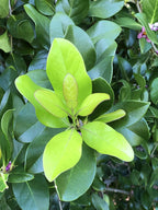 Schlegelia parasitica