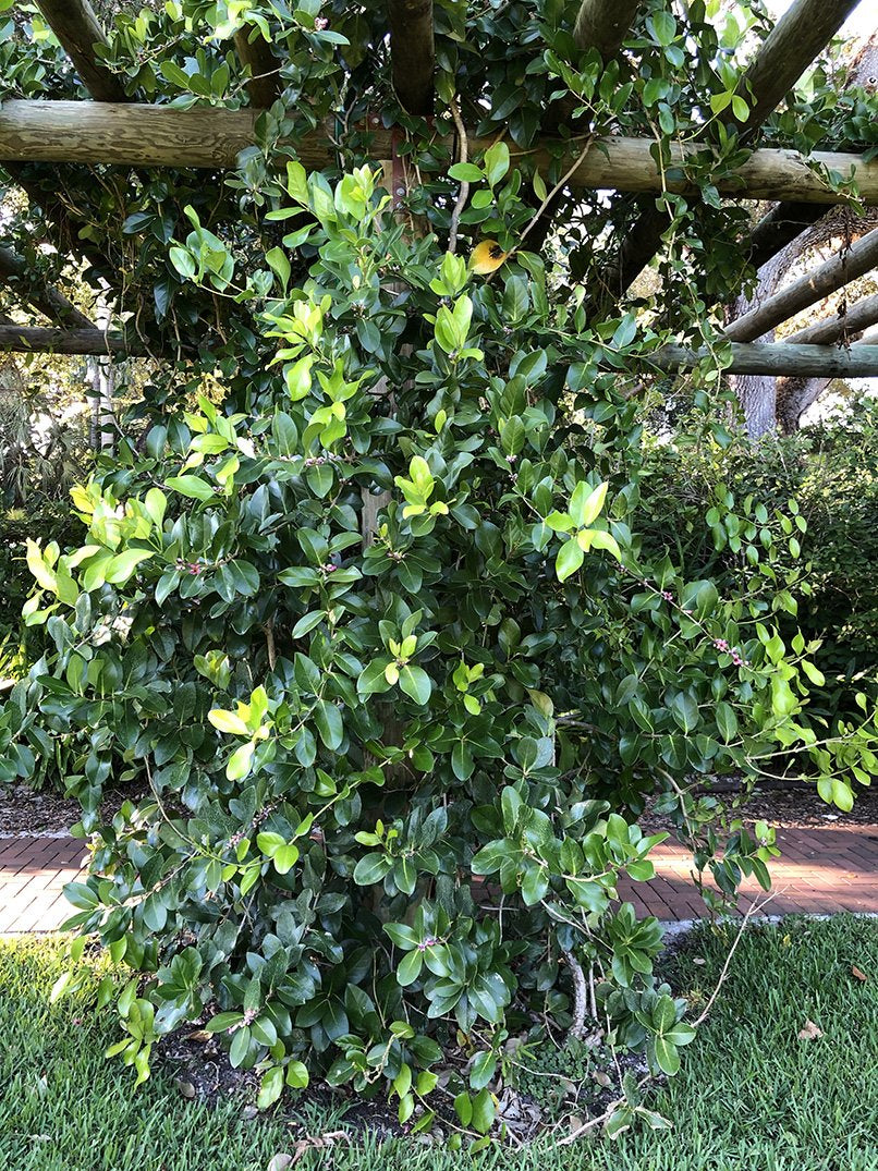 Schlegelia parasitica