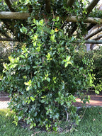 Schlegelia parasitica