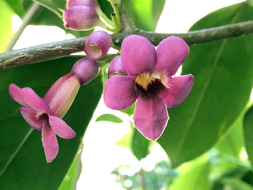 Schlegelia parasitica