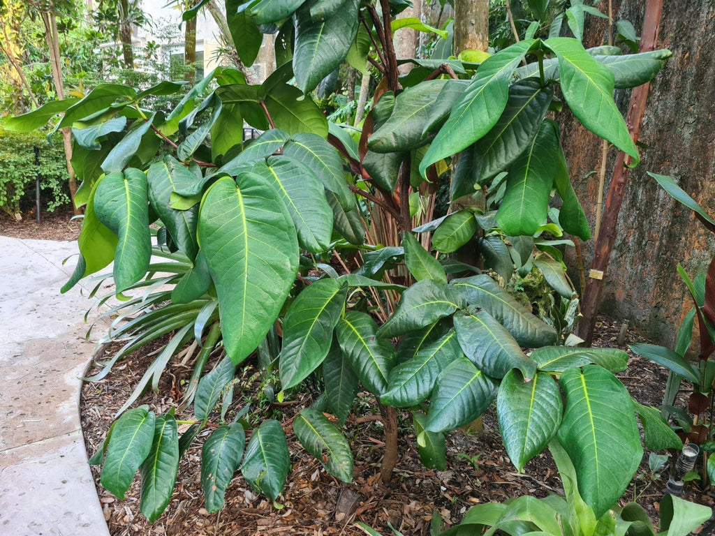 Syzygium thalassicum