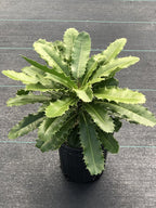 Theophrasta americana