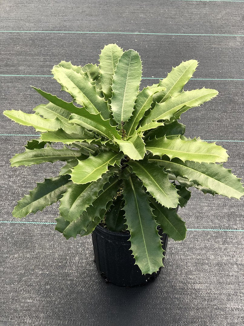 Theophrasta americana