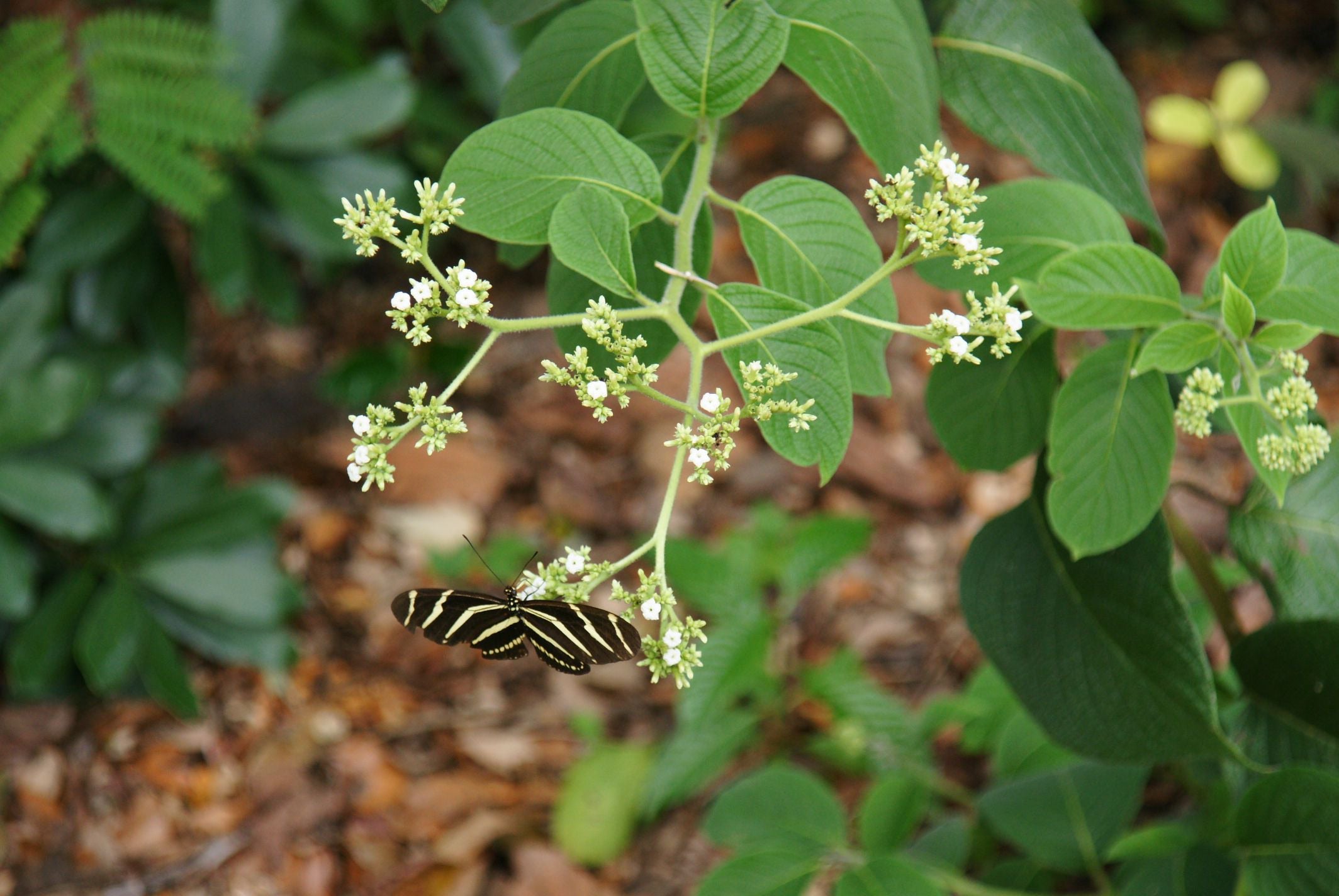 Tournefortia hirsutissima