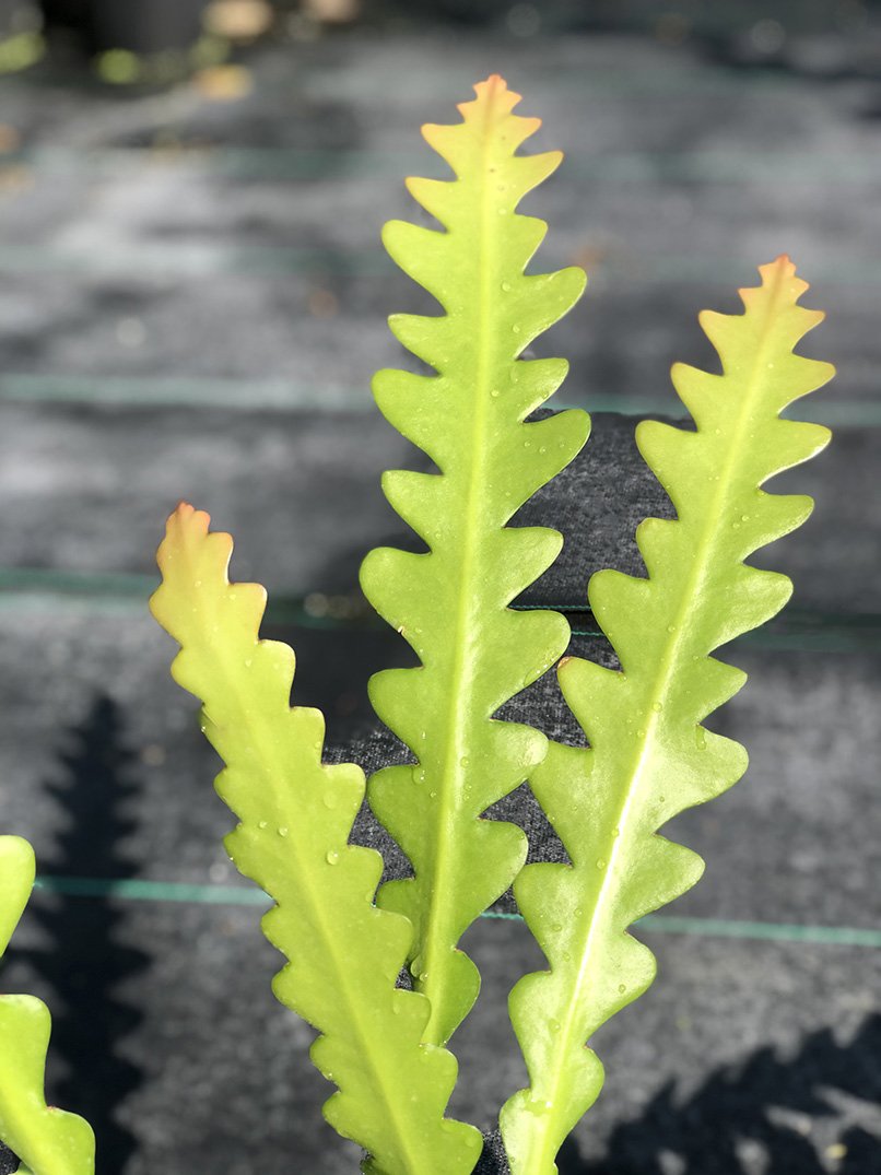 Weberocereus imitans