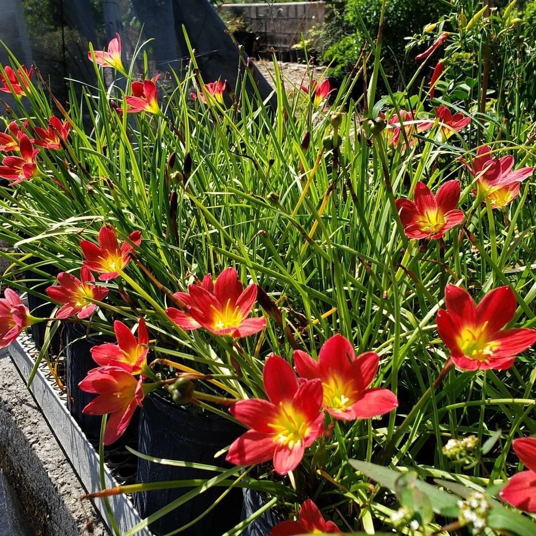 Zephyranthes 'Pride of Singapore'