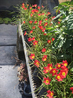 Zephyranthes 'Pride of Singapore'