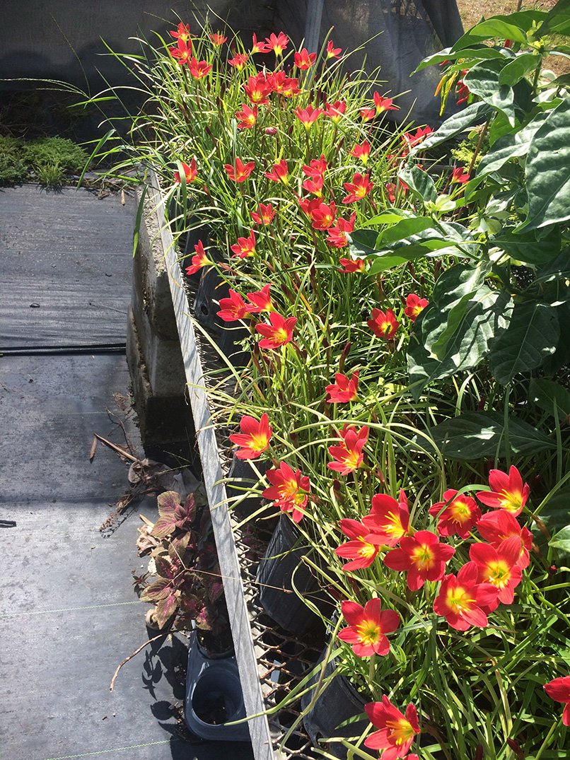 Zephyranthes 'Pride of Singapore'