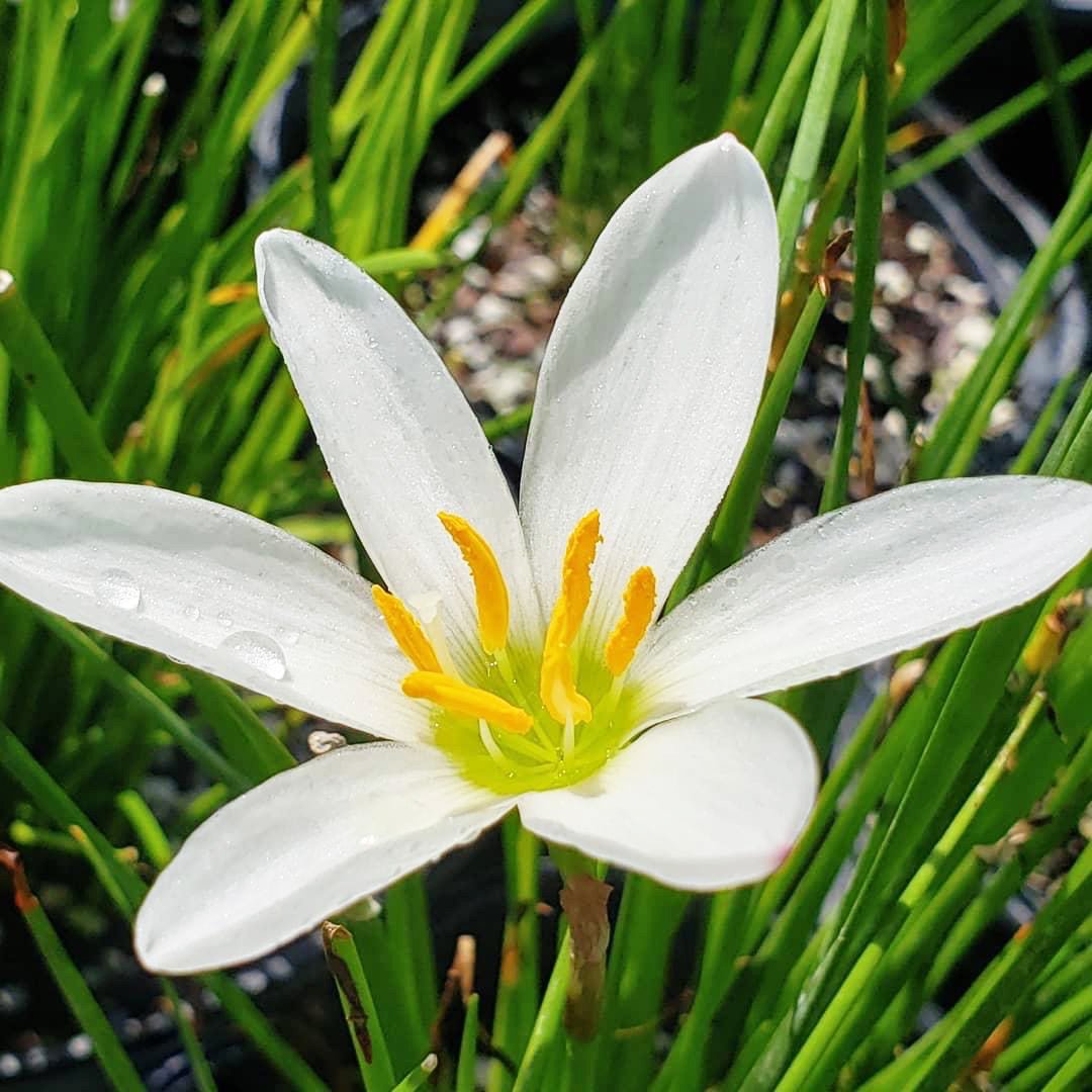 Zephyranthes candida