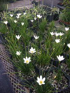 Zephyranthes candida