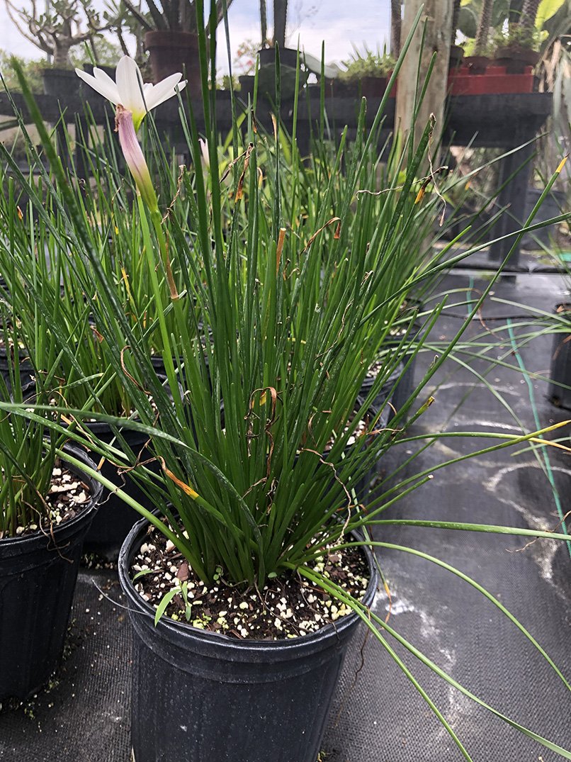 Zephyranthes candida