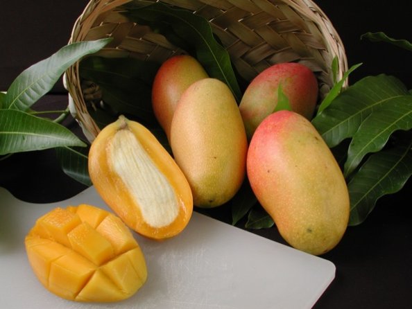 Mangifera indica 'Valencia Pride'