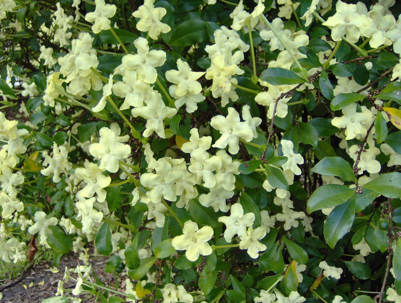 Brunfelsia nitida