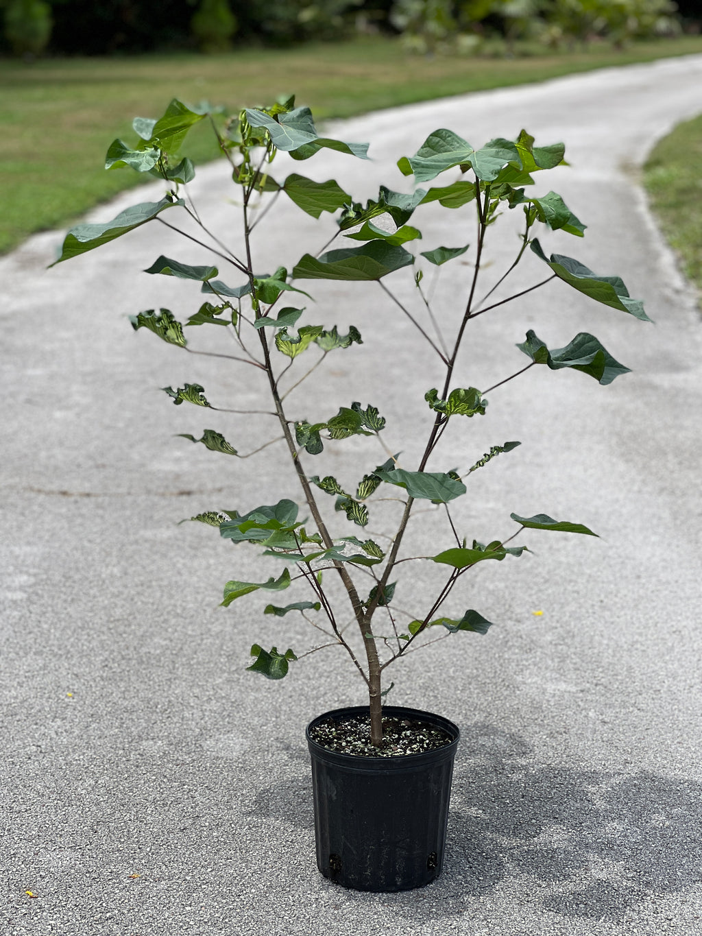 Talipariti tiliaceum var. populneus