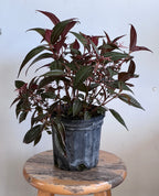 Pilea grandifolia 'Coral'