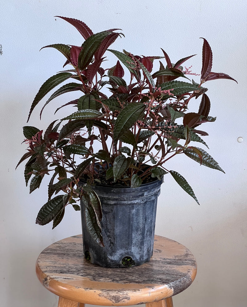 Pilea grandifolia 'Coral'