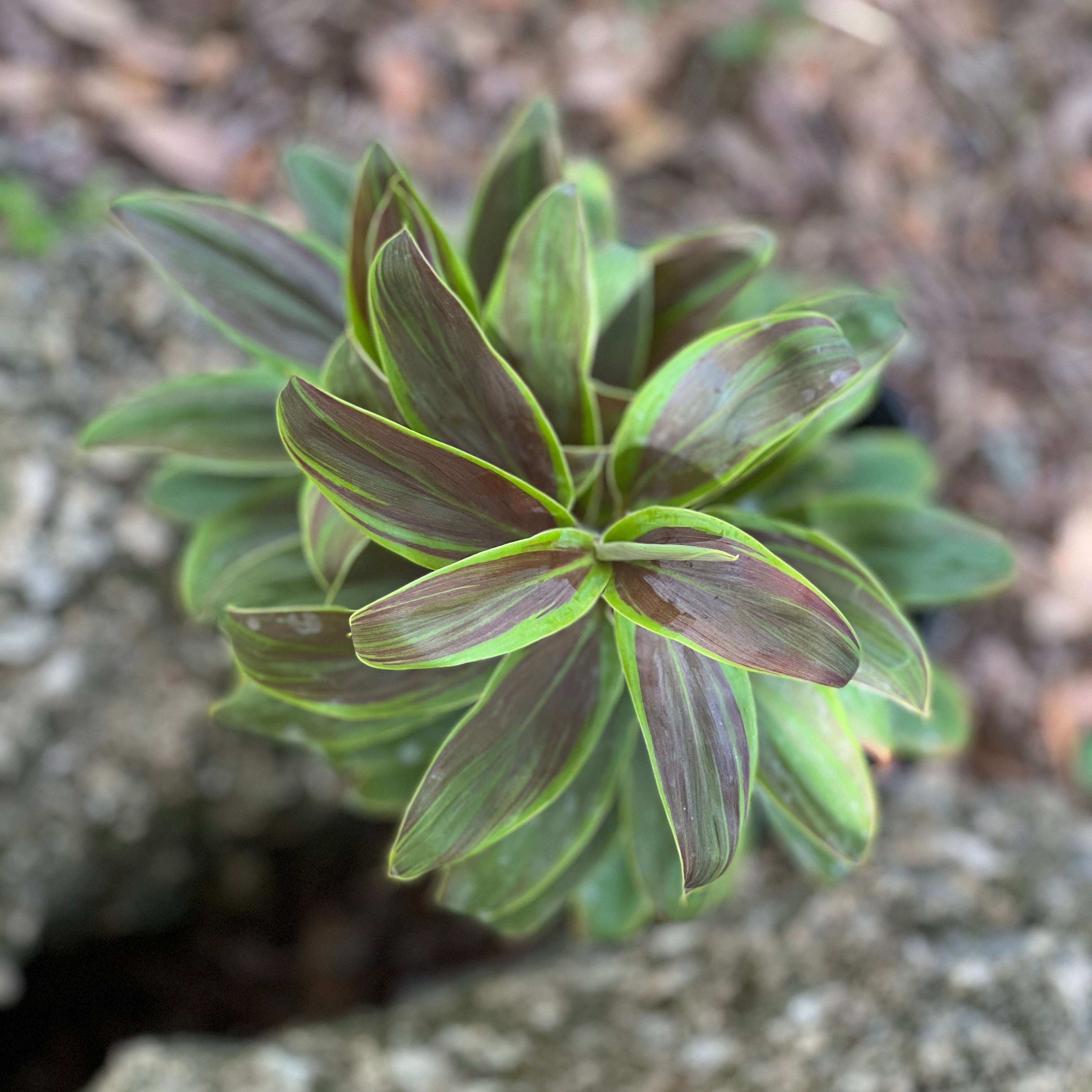 Cordyline fruticosa 'Cameroon'