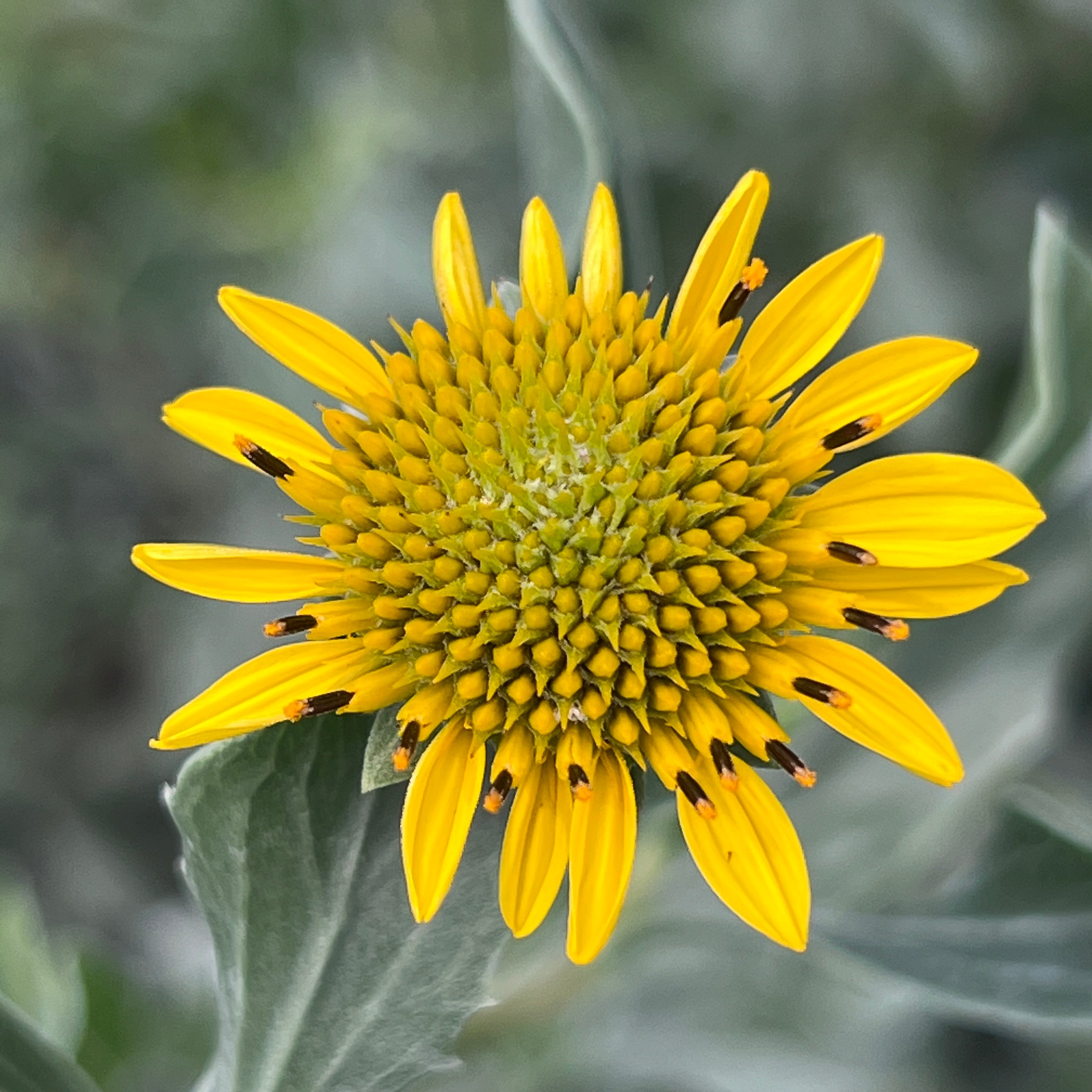 Borrichia frutescens