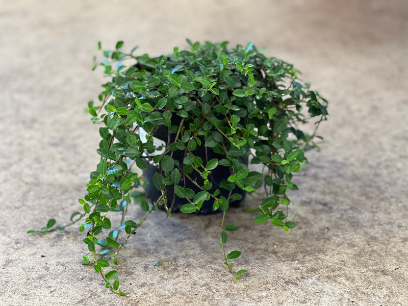 Ficus vaccinioides