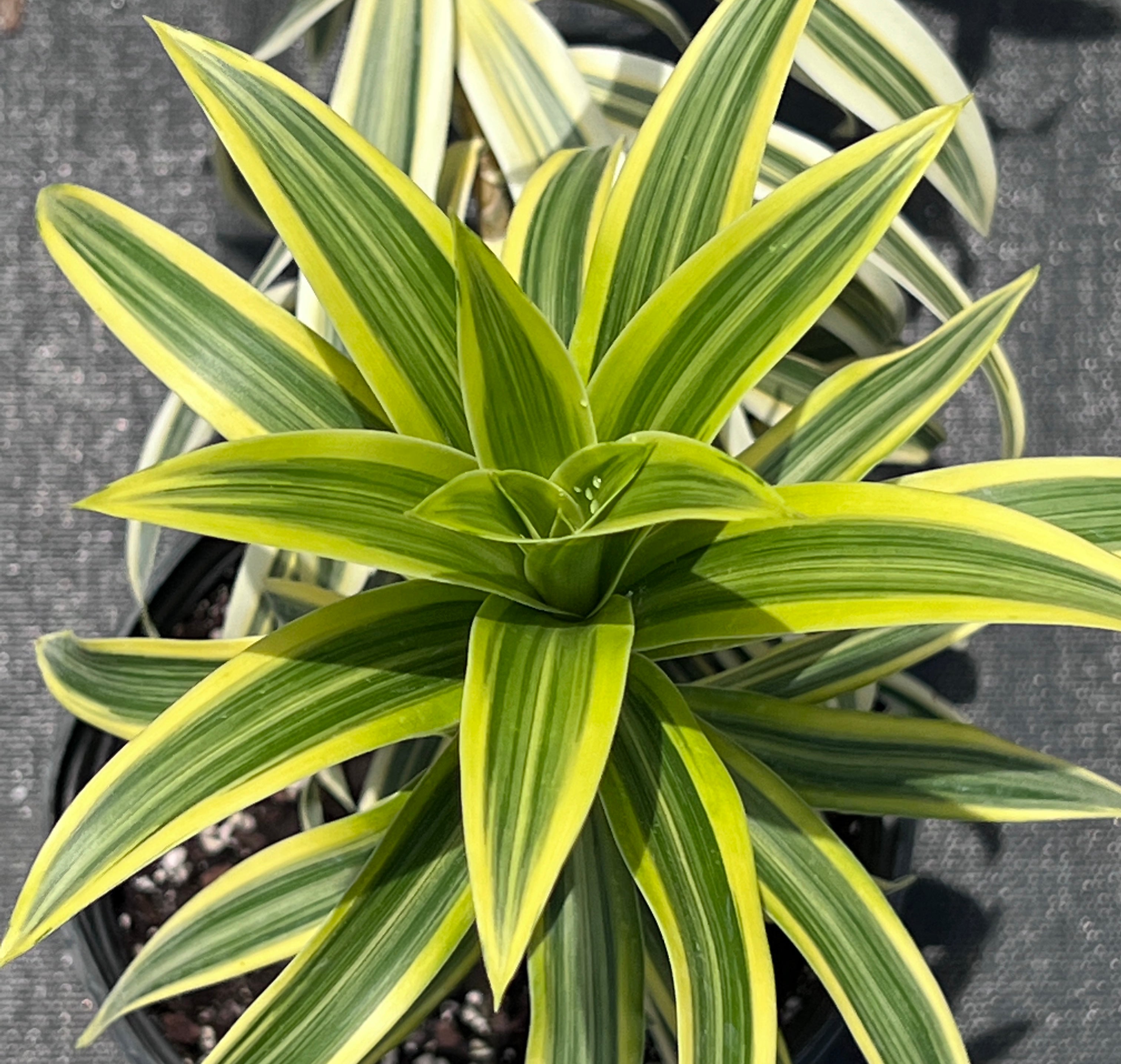 Dracaena reflexa 'Song of India'