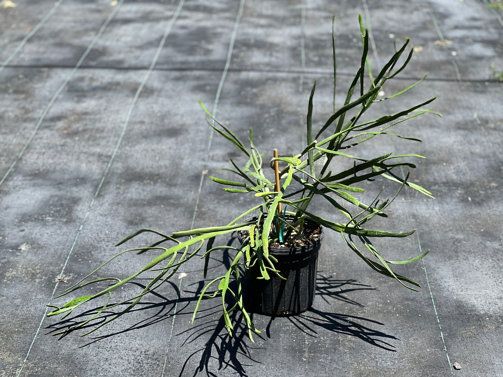 Euphorbia xylophylloides