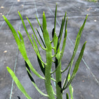 Euphorbia xylophylloides