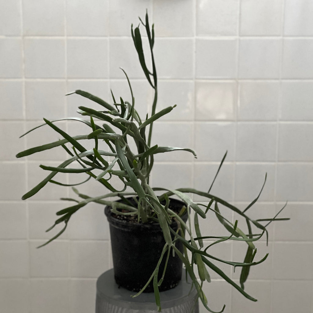 Euphorbia xylophylloides