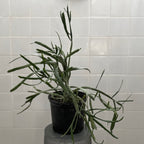 Euphorbia xylophylloides