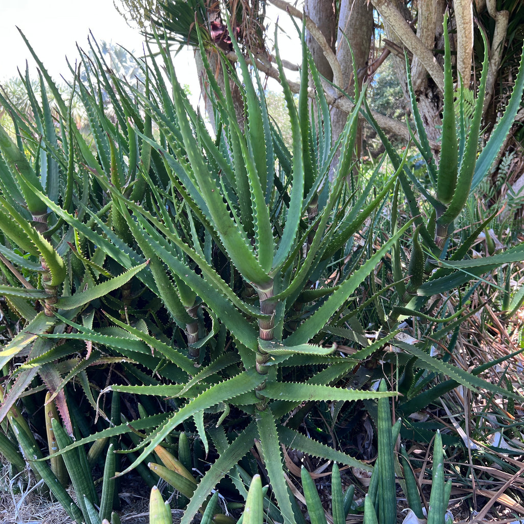 Aloe dawei