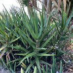 Aloe dawei