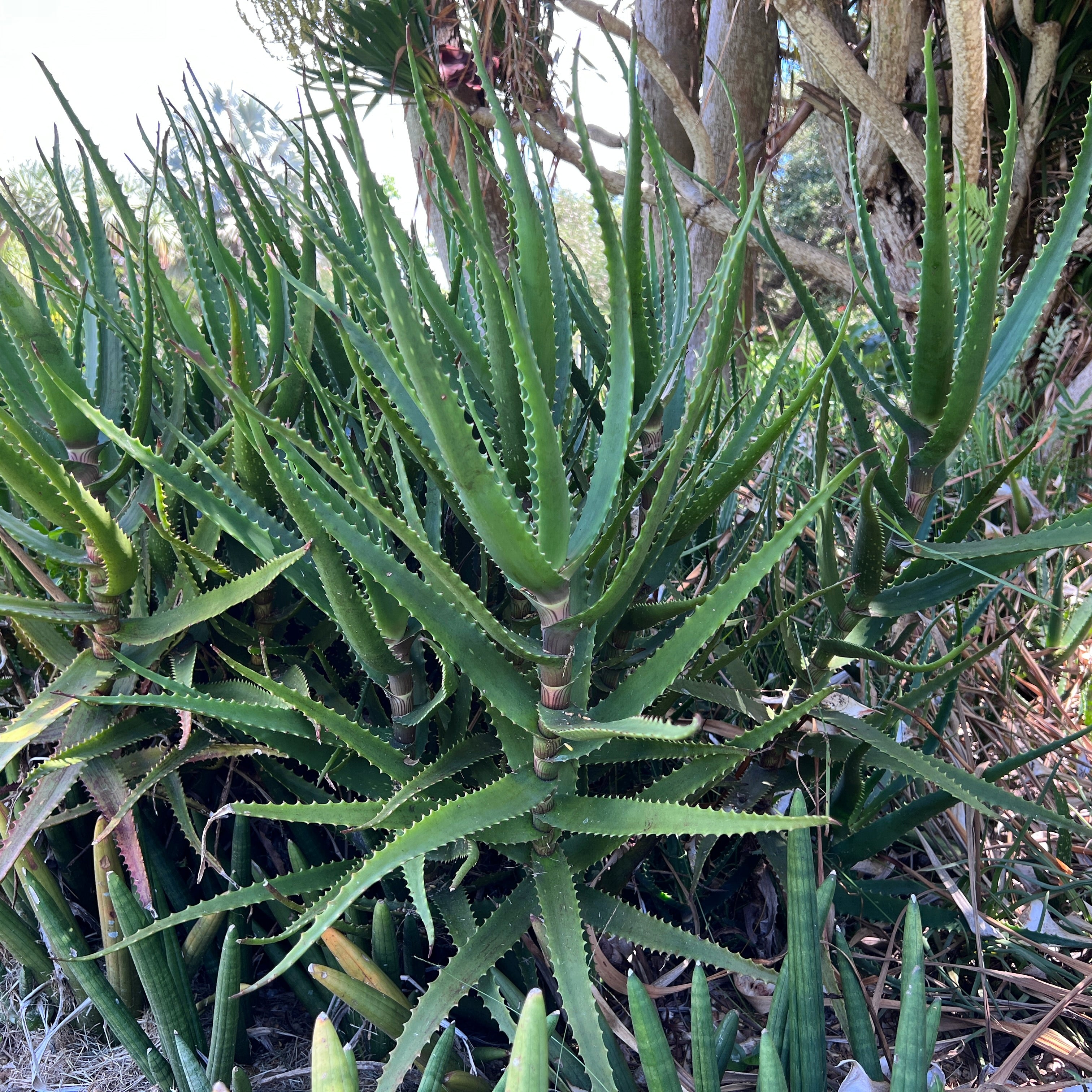 Aloe dawei