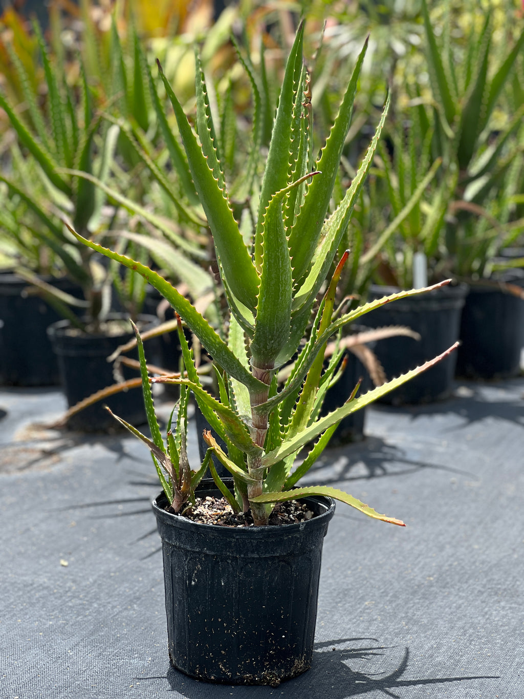 Aloe dawei
