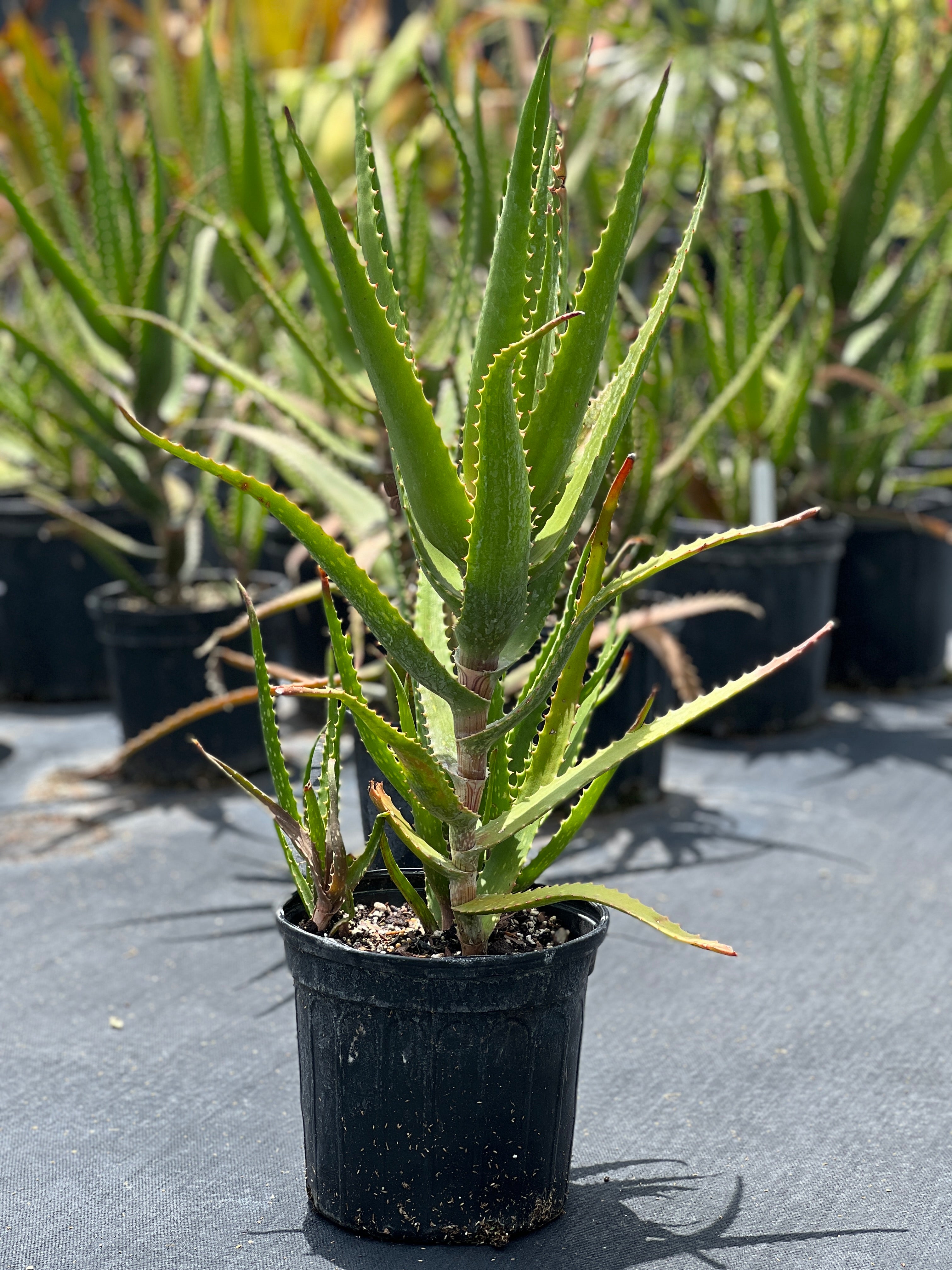 Aloe dawei