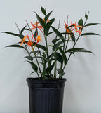 Burbidgea pauciflora