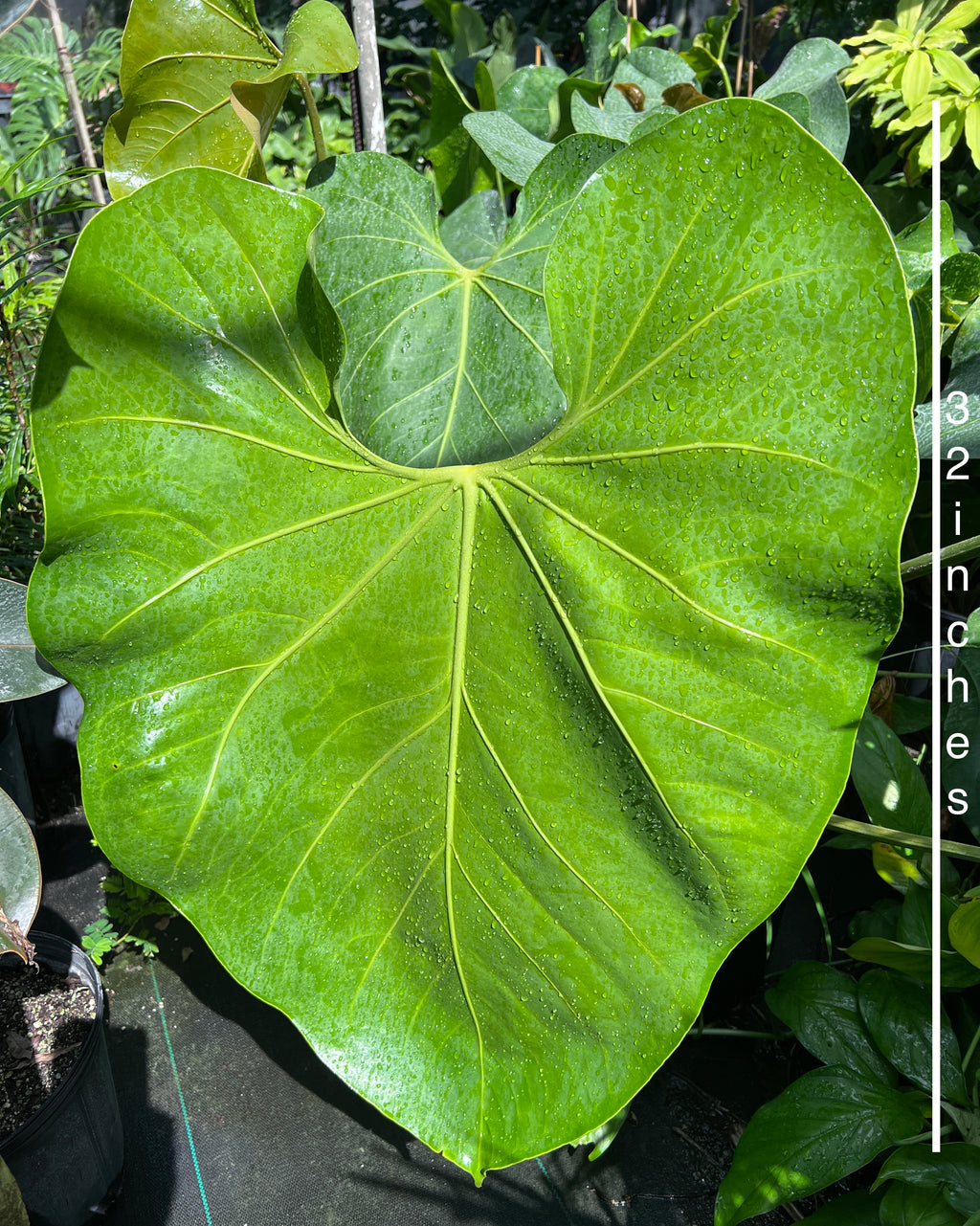 Anthurium faustomirandae