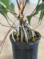 Anthurium gracile