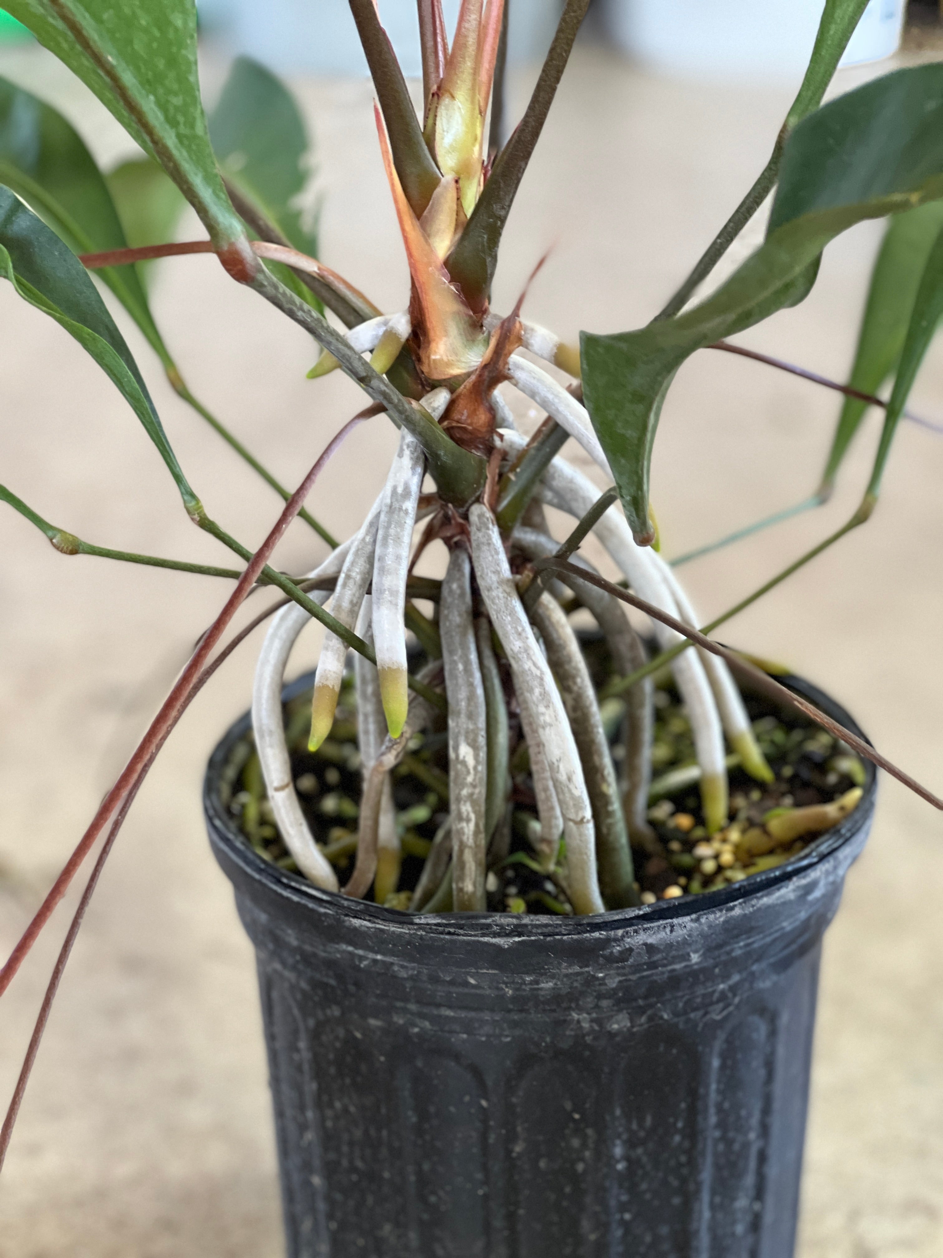 Anthurium gracile