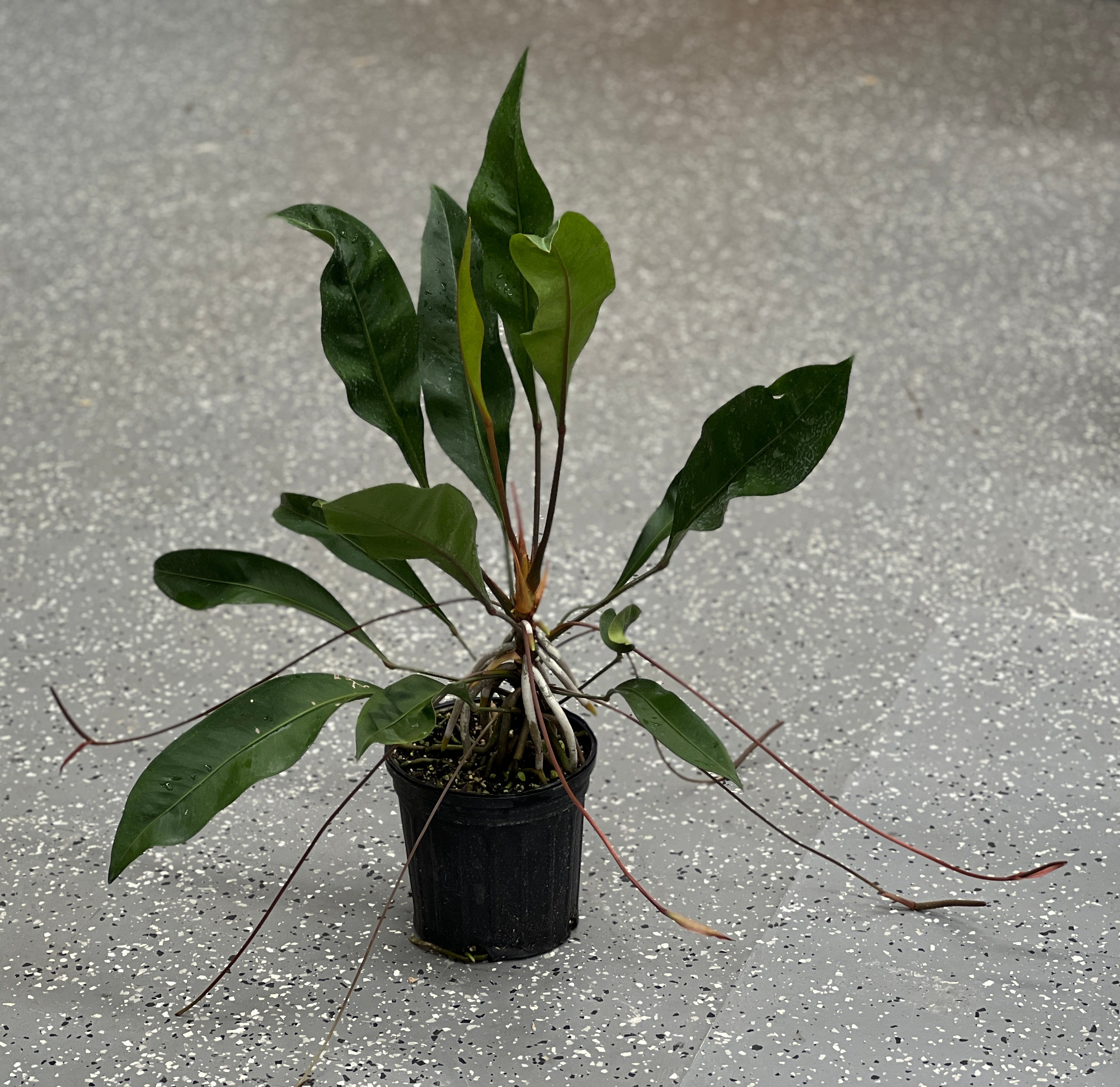 Anthurium gracile