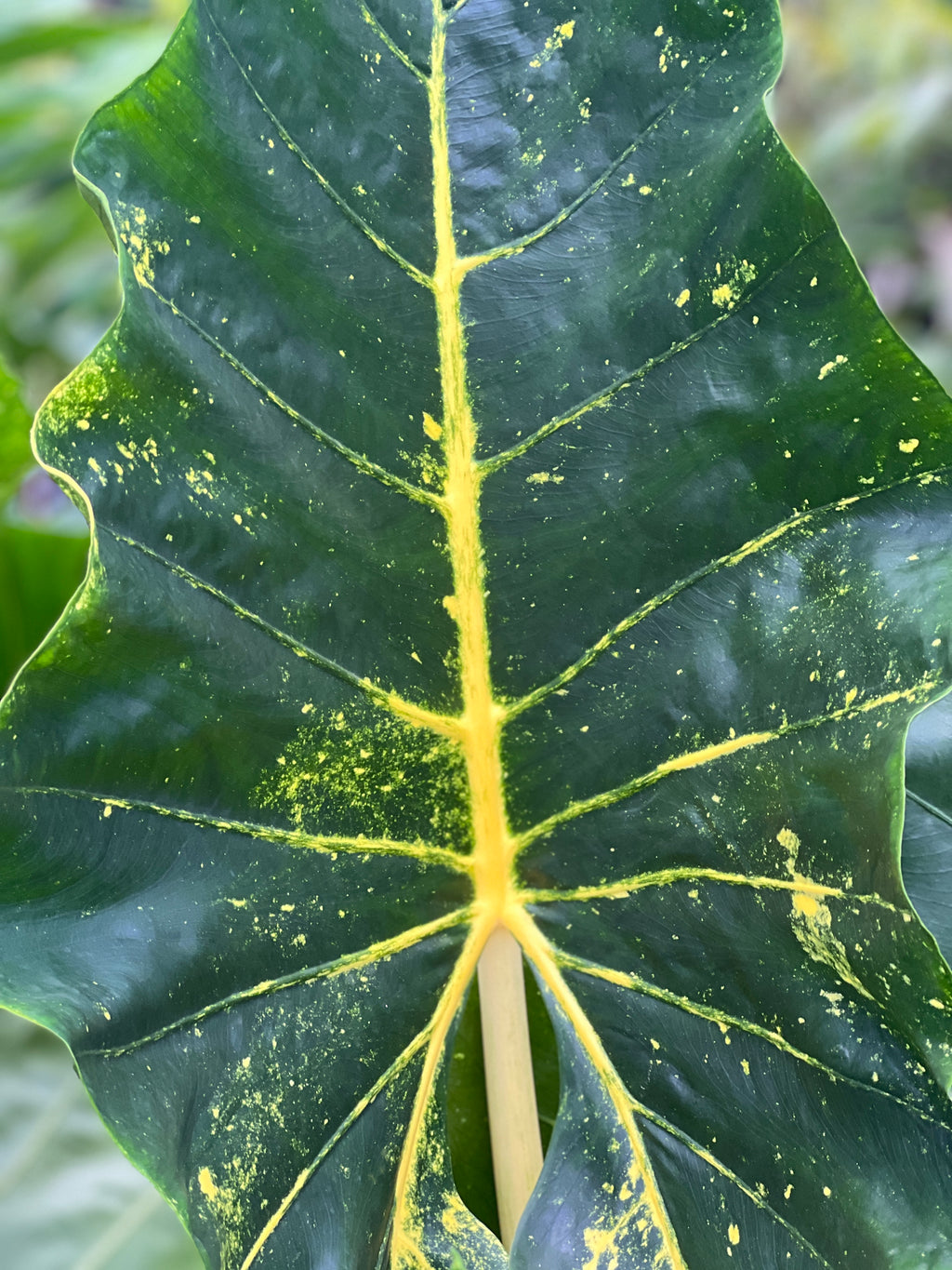 Alocasia 'New Guinea Gold'